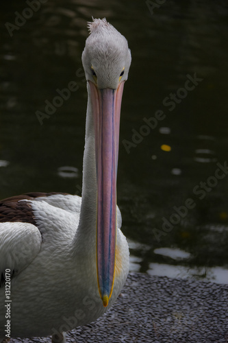 animal swan bird duck photo