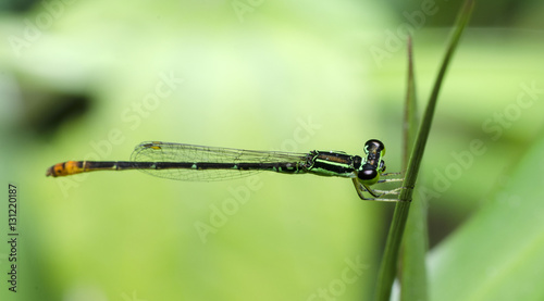 Dragonfly, Dragonflies of Thailand ( Agriocnemis minima ), Dragonfly rest on green leaf photo