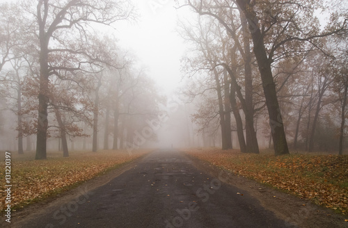 Autumn in the forest.