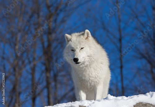 A lone Arctic wolf  Canis lupus arctos  on a rock cliff in winter in Canada