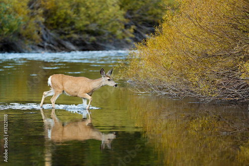 Deer crossing the San Joaquin river, CA.