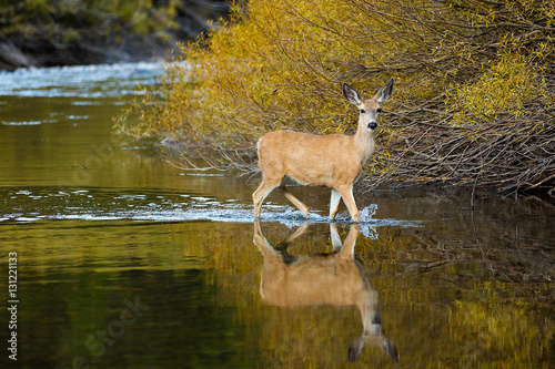 Deer crossing the San Joaquin river, CA.
