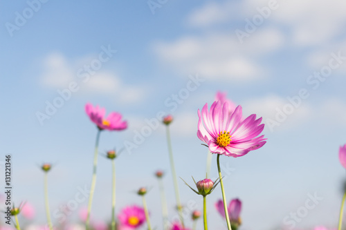 Beautiful pink flowers and Blue sky © frank29052515