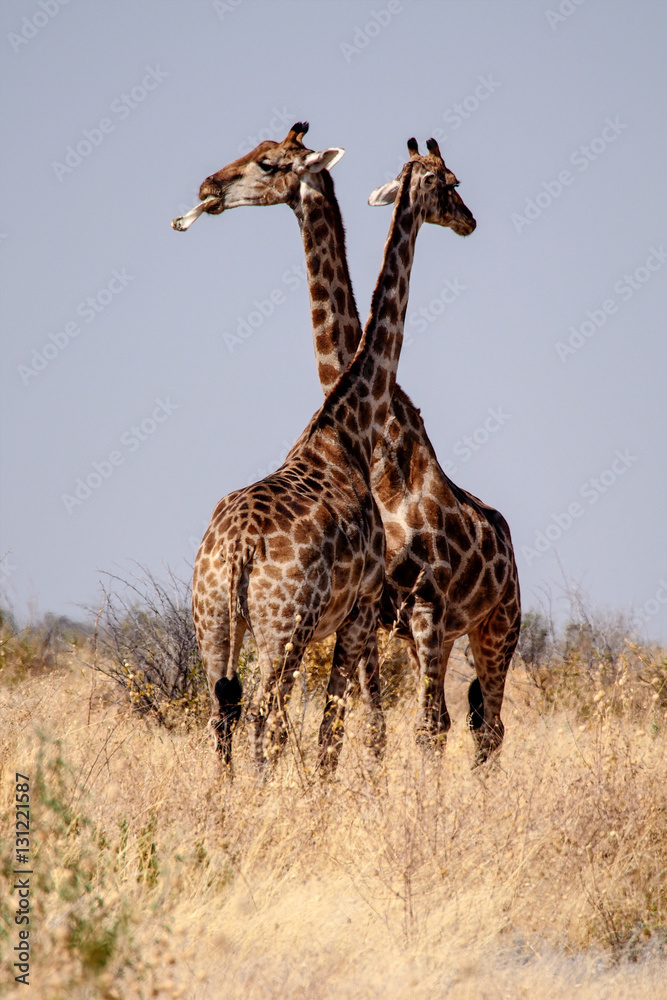 Obraz premium Namibia - Etoscha Nationalpark - Giraffe - Giraffa camelopardalis