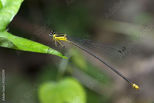 Dragonfly, Dragonflies of Thailand ( Coeliccia yamasakii ), Dragonfly rest on green leaf