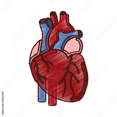 heart human organ icon vector illustration design