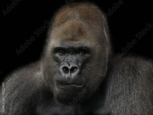 Portrait of the Gorilla © melanie