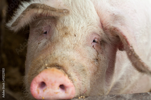pig