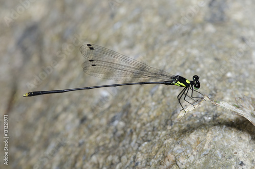 Dragonfly, Dragonflies of Thailand ( Coeliccia yamasakii ), Dragonfly rest on dry leaf photo