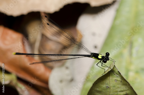 Dragonfly, Dragonflies of Thailand ( Coeliccia yamasakii ), Dragonfly rest on green leaf photo