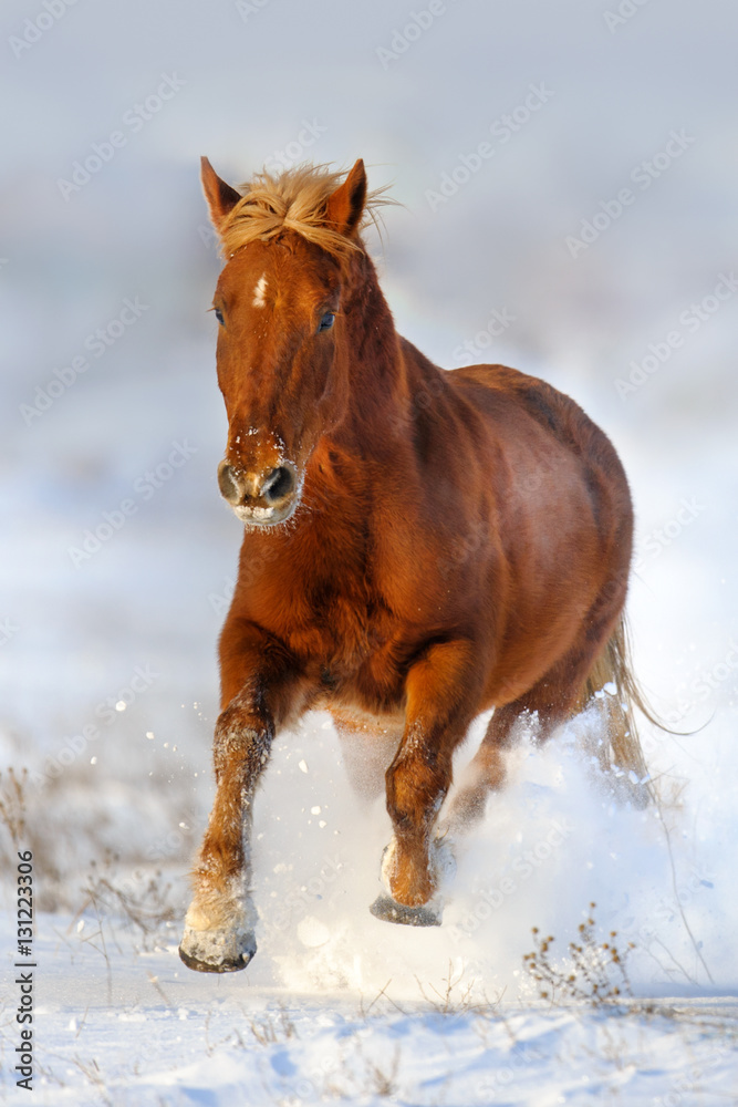 Beautiful red horse with blond mane run gallop in winter snow field Beautiful red horse with blond mane run gallop in winter snow field