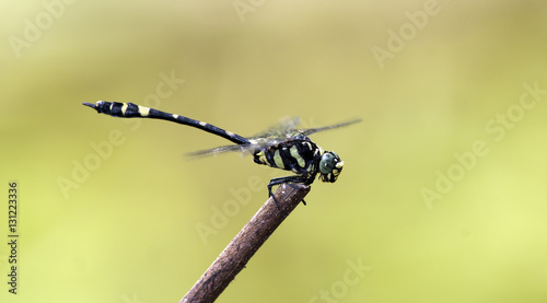 Dragonfly, Dragonflies of Thailand ( Gomphidia kruegeri kruegeri ), Dragonfly rest on twigs