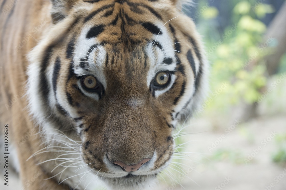 Fototapeta premium Tiger