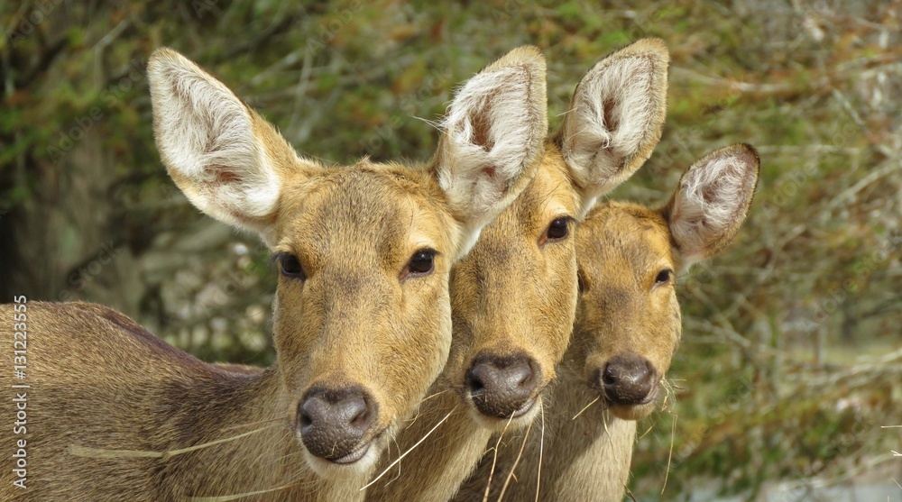 Portrait of three deer heads