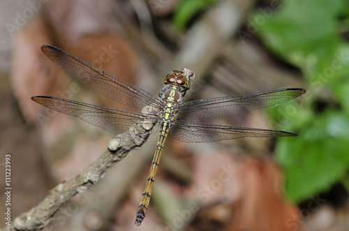 Dragonfly, Dragonflies of Thailand ( Lathriacista asiatica ), Dragonfly rest on twigs