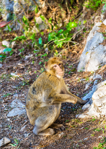 Barbary macaque at the Upper Rock of Gibraltar © Leonid Andronov