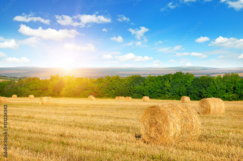Straw bales on a wheat field and sunrise on blue sky