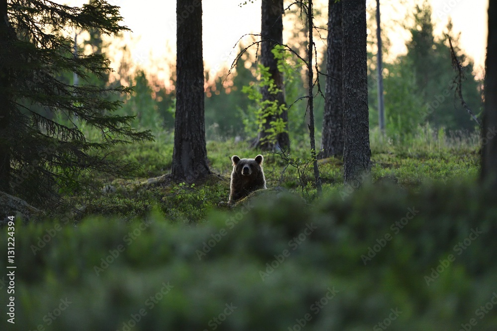 Obraz premium Brown bear peeking from behind a hill in forest landscape