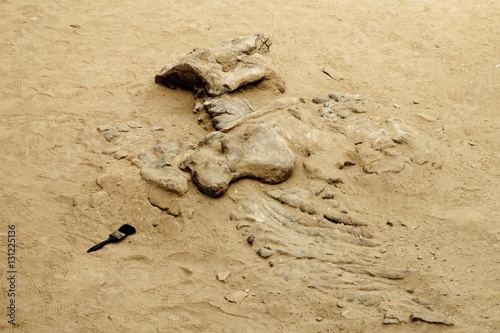 Dinosaur bones in the nature reserve Ischigualasto also calles Valle de la Luna in the area of San Juan in Argentina, South America photo
