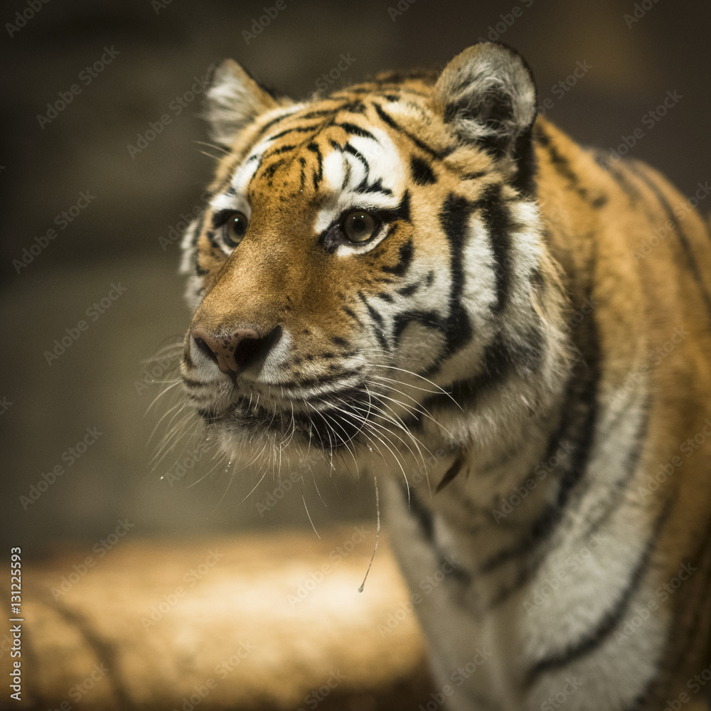 Fototapeta premium Tiger