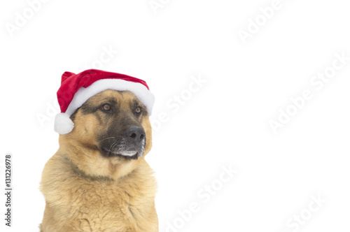 Dog in Santa Claus hat