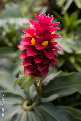 Colombia - Tropical red ginger flower, close up. Blossom Red Ginger (Tahitian Red Ginger, Ostrich Plume)