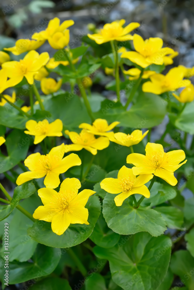 Marsh Marigold flowers Marsh Marigold flowers