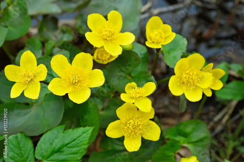 Marsh Marigold flowers