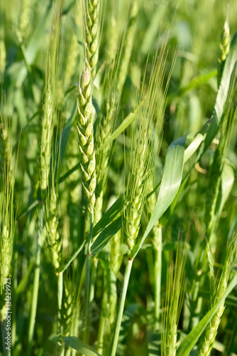 Green wheat field