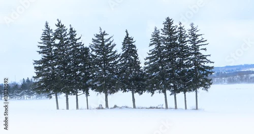 Wallpaper Mural 4K UltraHD An Evergreen grove in a winter landscape Torontodigital.ca