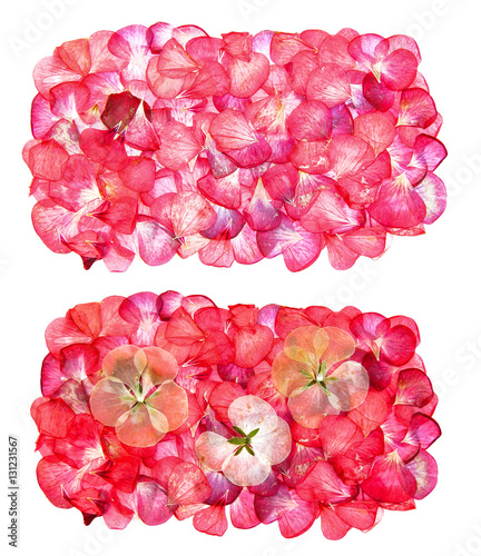 Fototapeta Naklejka Na Ścianę i Meble -  dry  flowers and petals of pelargonium, isolated border