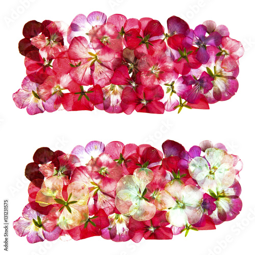 Fototapeta Naklejka Na Ścianę i Meble -  dry  flowers and petals of pelargonium, isolated border
