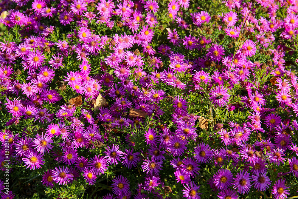 Obraz premium fresh pink spray chrysanthemum