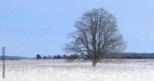 Wallpaper Mural 4K UltraHD A Single tree in a snowy landscape Torontodigital.ca