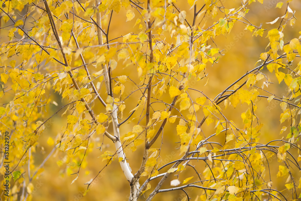 birch branches covered with Golden yellow autumn leaves birch branches covered with Golden yellow autumn leaves