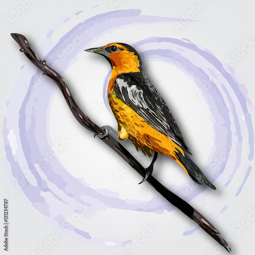 Oriole isolated on white background
