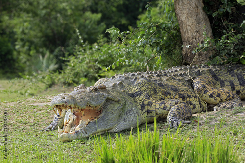 Nile Crocodile  Crocodylus Niloticus  with Open Mouth  Lying on the River Bank. Murchison Falls  Uganda