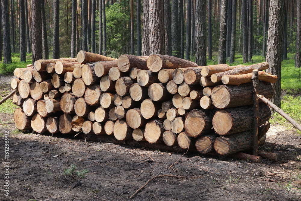 Wood in forest