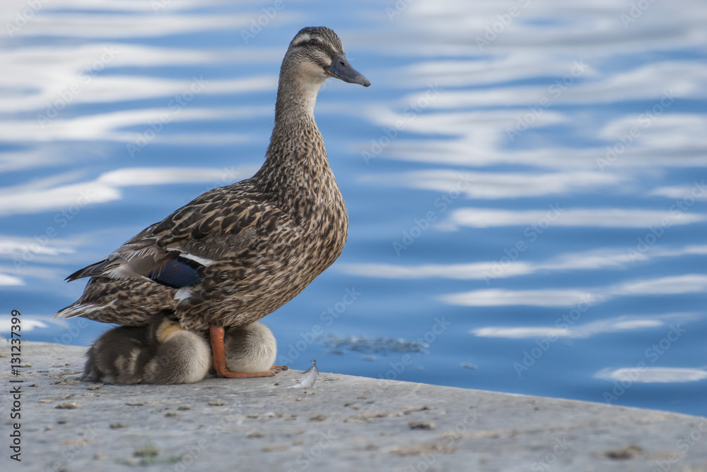 Ducklings snuggling up with their mother at the banks of River Shannon in Athlone Ireland Ducklings snuggling up with their mother at the banks of River Shannon in Athlone Ireland