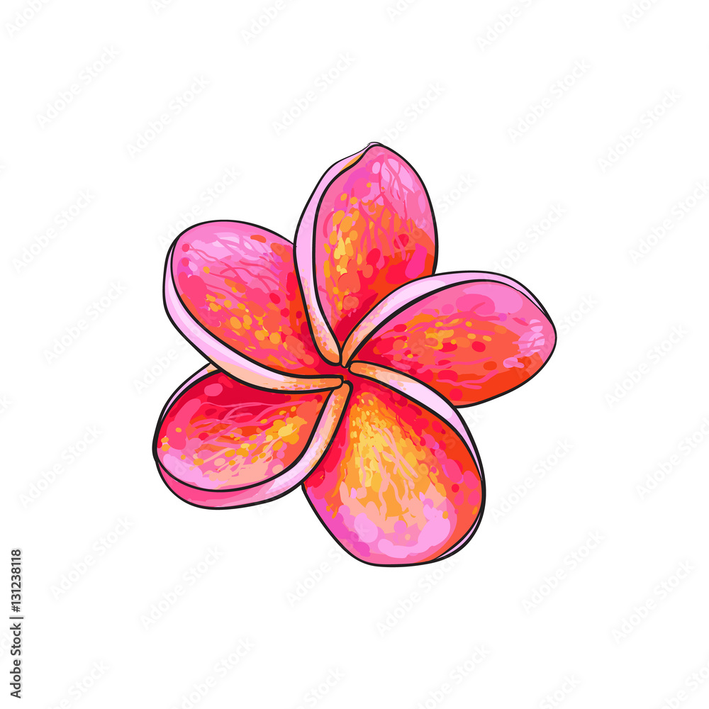 Single pink plumeria, frangipani tropical flower, sketch style ...