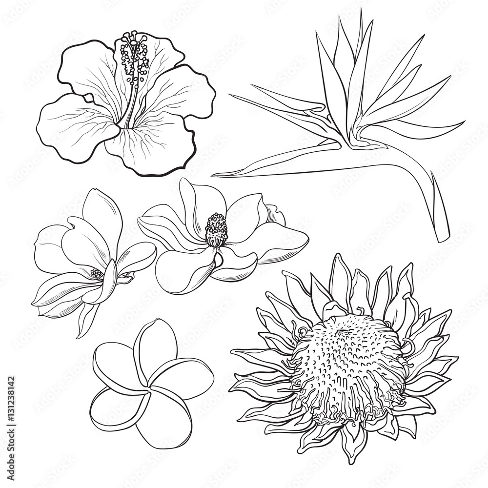 Fototapeta premium Tropical flowers - hibiscus, protea, plumeria, bird of paradise and magnolia, sketch style vector illustration isolated on white background. realistic hand drawing of exotic, tropical flowers