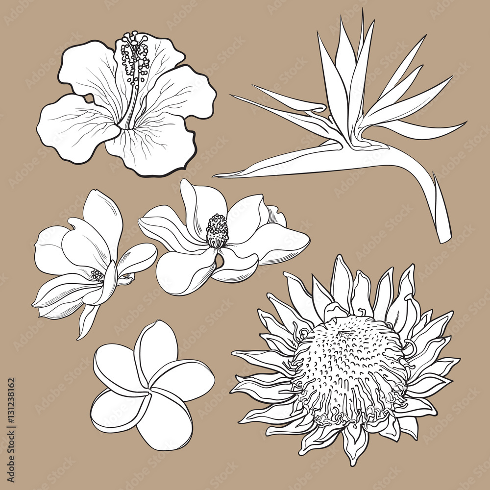 Fototapeta premium Tropical flowers - hibiscus, protea, plumeria, bird of paradise and magnolia, sketch style vector illustration isolated on white background. realistic hand drawing of exotic, tropical flowers