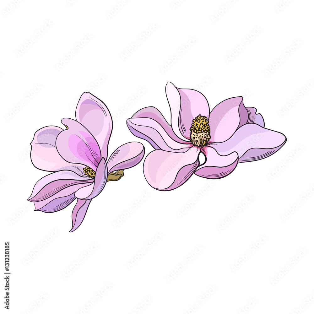 Naklejka premium Two pink magnolia flowers, sketch style vector illustration isolated on white background. Colorful realistic hand drawing of magnolia blossoms, springtime flowers