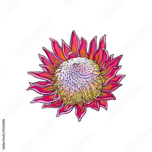 Single purple colored king protea, sketch style vector illustration isolated on white background. Colorful realistic hand drawing of exotic, tropical protea, national flower of South Africa photo