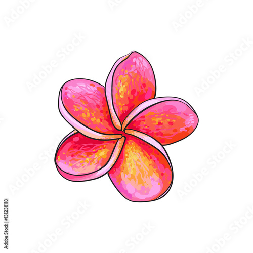 Single pink plumeria, frangipani tropical flower, sketch style vector illustration isolated on white background. Colorful realistic hand drawing of exotic, tropical frangipani or plumeria
