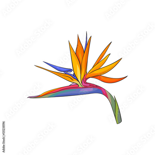 Single bird of paradise, strelizia tropical flower, sketch style vector illus...