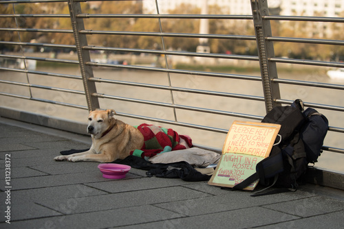 Принти на полотні Homeless Dog in London
