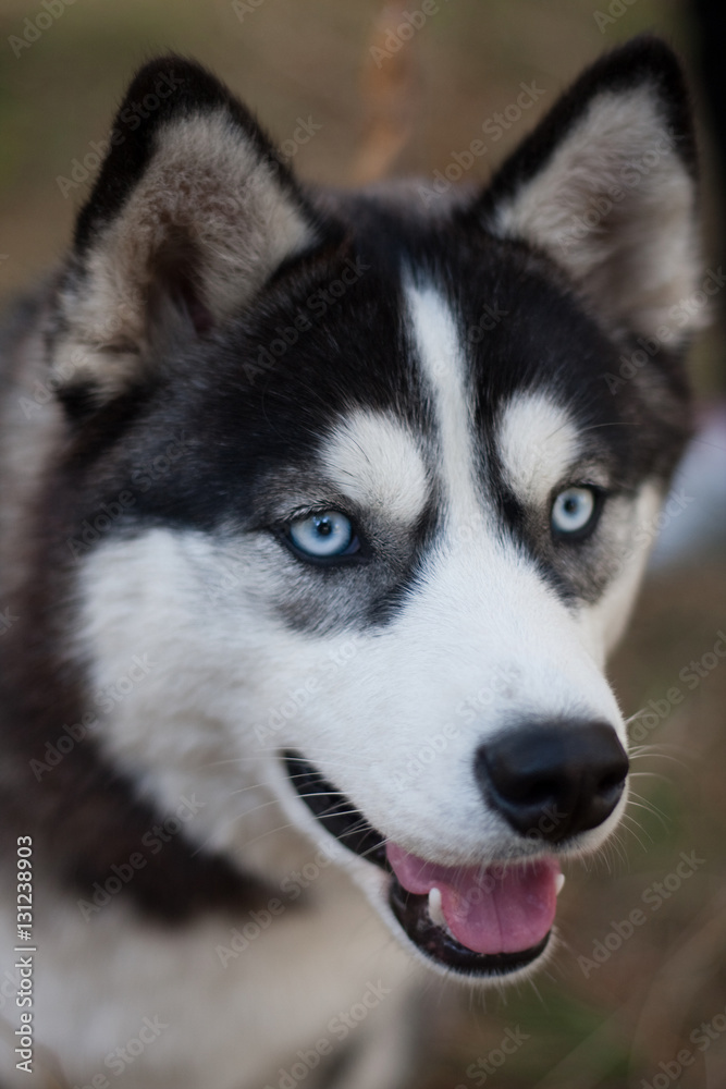 Husky dog