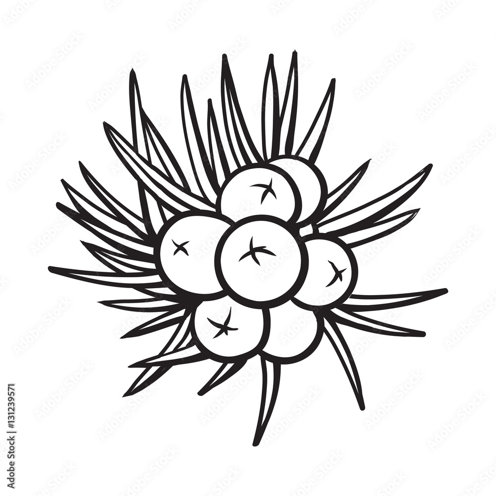 Juniper berries, sketch style vector illustration isolated on white background. Realistic hand drawing of juniper berries, evergreen plant used for making gin, spicing and seasoning Juniper berries, sketch style vector illustration isolated on white background. Realistic hand drawing of juniper berries, evergreen plant used for making gin, spicing and seasoning