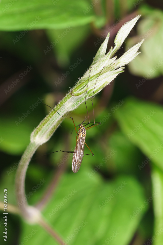 The mosquito dolgonogi, or karamora (lat. Tipulidae) - a family of two-winged insects of the suborder long mustache (Nematocera). The mosquito dolgonogi, or karamora (lat. Tipulidae) - a family of two-winged insects of the suborder long mustache (Nematocera).